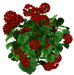 Цветы в PNG